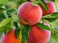 Obstbaumversteigerung 2025